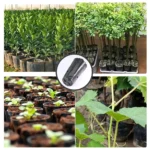 2-size 10-100pcs Tall Round Tree Pots Garden Plants Grow Cultivation Planter with Drainage Holes Plastic Deep Nursery Containers - Image 6