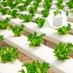 500/100PCS Hydroponic Plant Sponge Garden Cultivation Seedling Soilless Culture Planting Tools Vegetables Nursery Pots Trays - Image 2