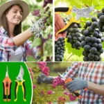 2PCS Gardening Scissors Set Ergonomic non-slip handles Safety lock pruning shears Beginner gardening set Can cut roses and more - Image 5